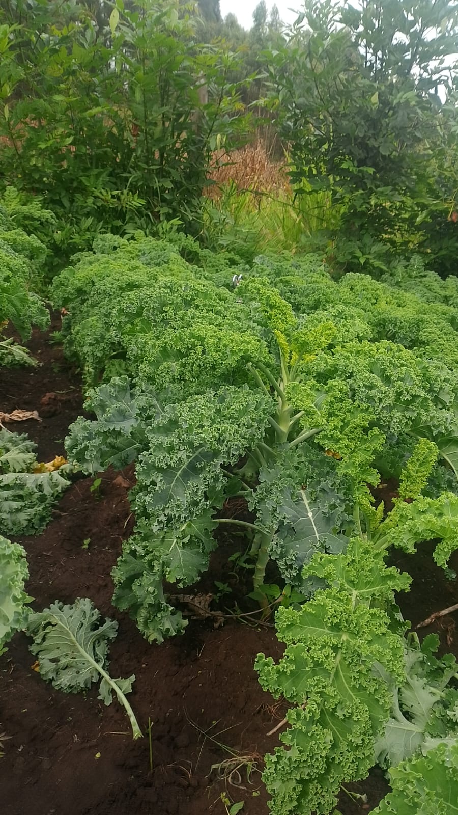 Kitchen garden with kale grown for household food production