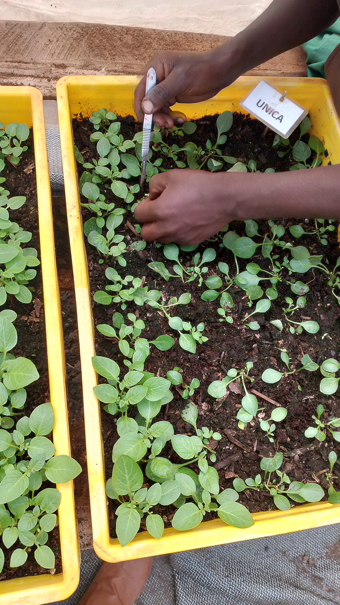 Hands-on seedling identification and nursery management during practical garden training