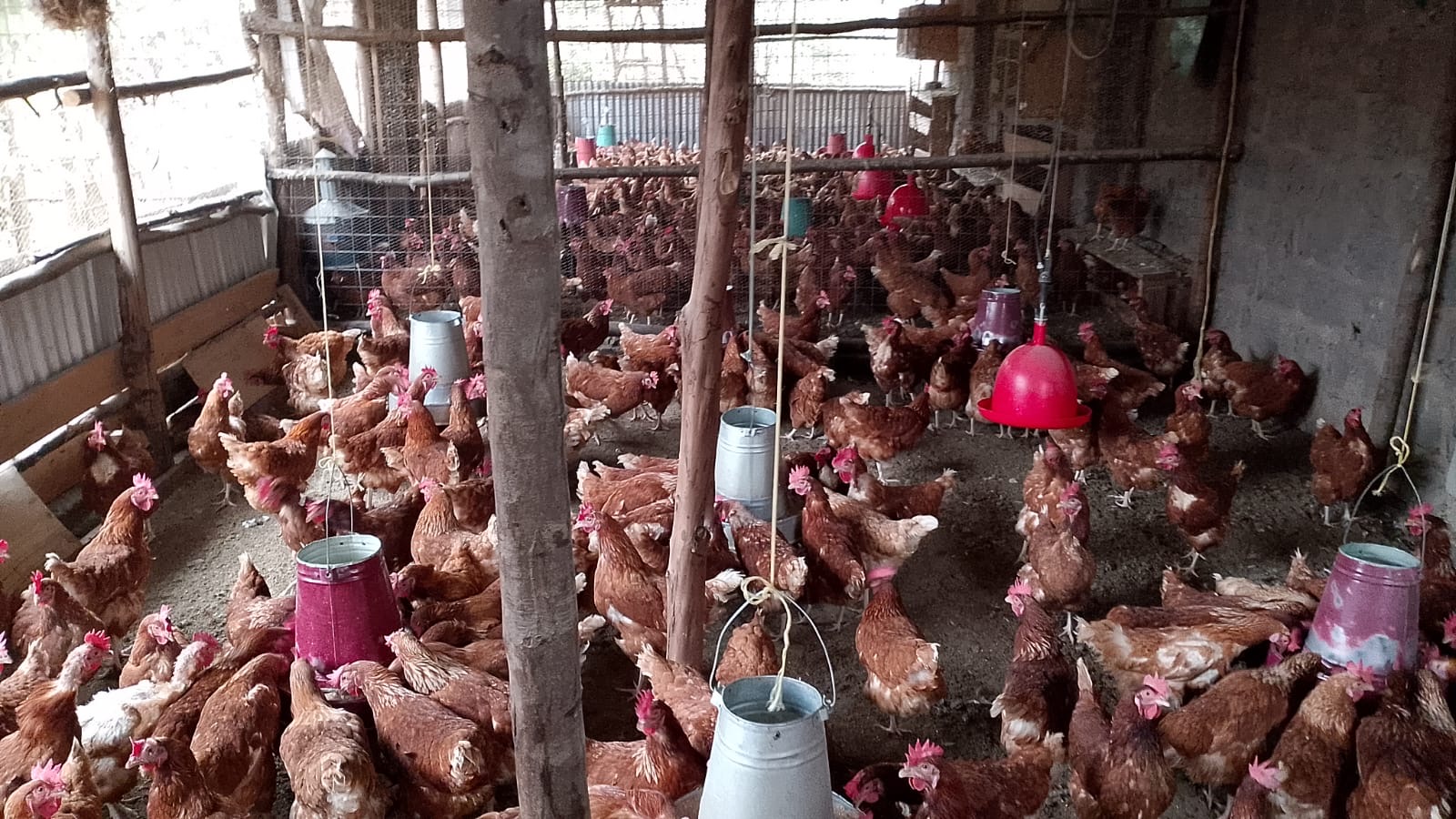 Large flock of layers in a well-managed deep-litter poultry house with feeders and drinkers