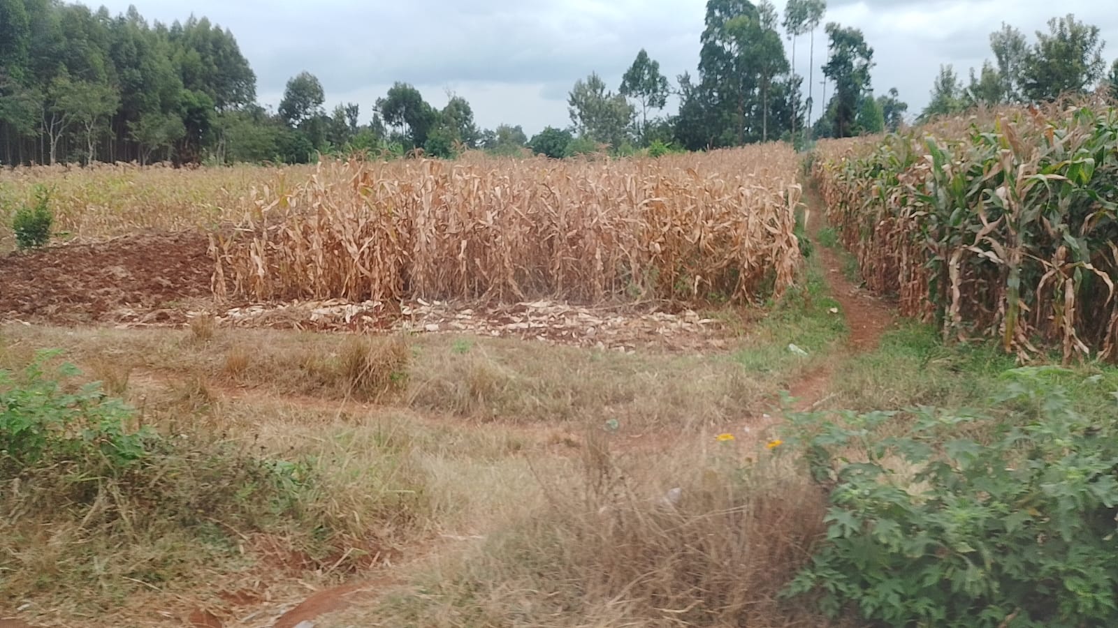 Maize dried in the field and ready for harvesting
