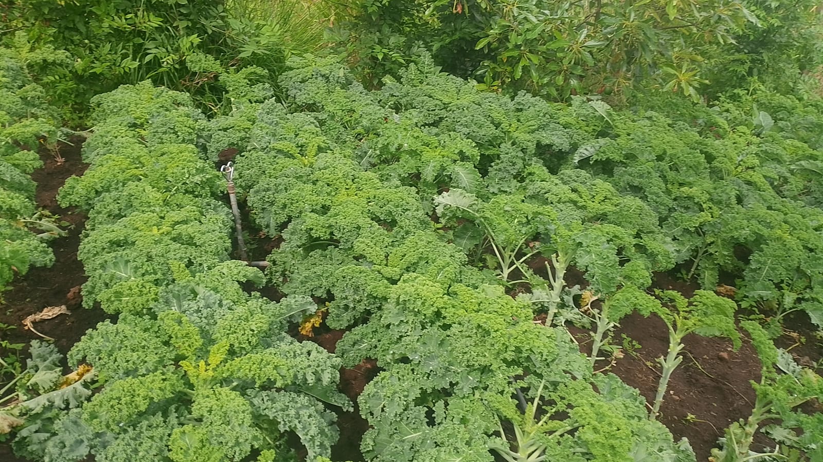 Large-scale kale production under commercial management