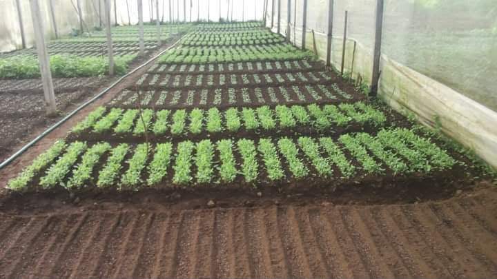 Vegetable nursery beds raised in neat blocks inside an AgritechBiz greenhouse