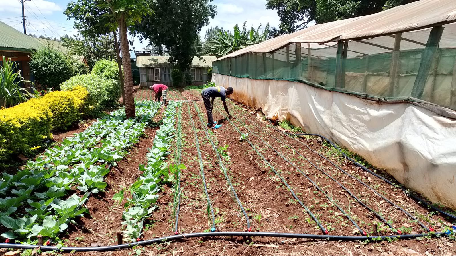 Farm team installing drip irrigation lines beside cabbage rows next to a greenhouse