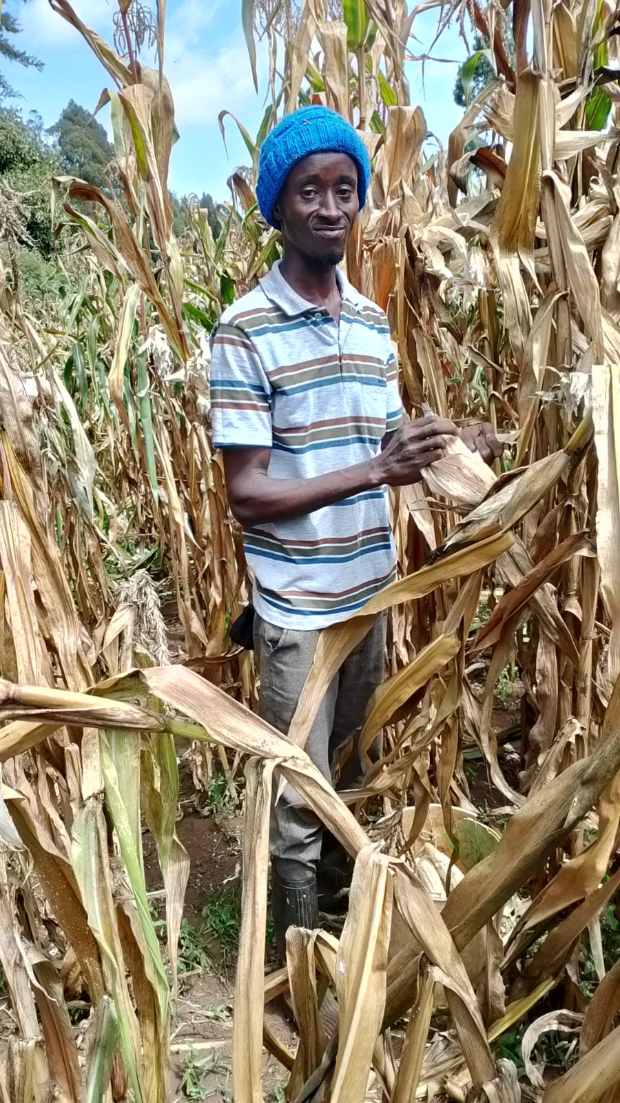 Farmer inspecting a mature maize crop chosen as the right enterprise for his farm