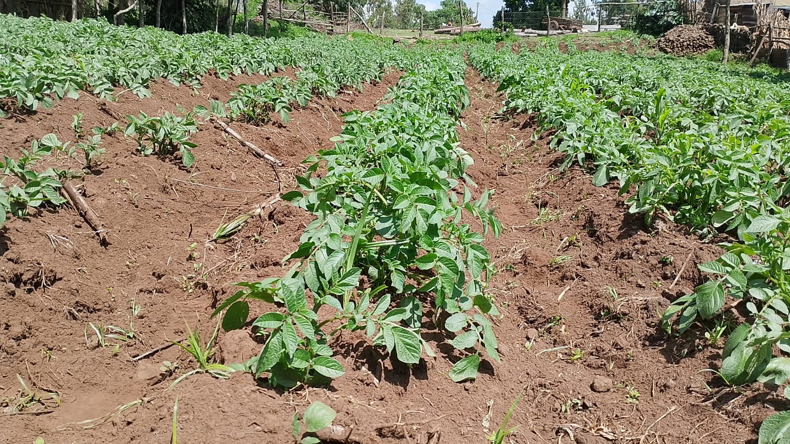 Potato crop at active growth stage after top dressing