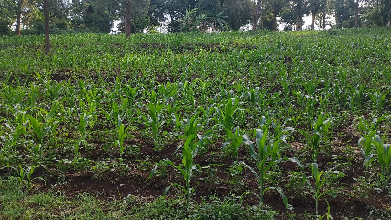 Young maize crop established after planning and scheduling