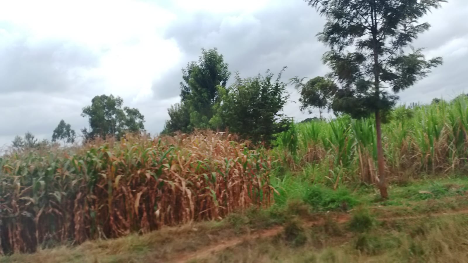 Maize crop at a later growth stage during monitoring