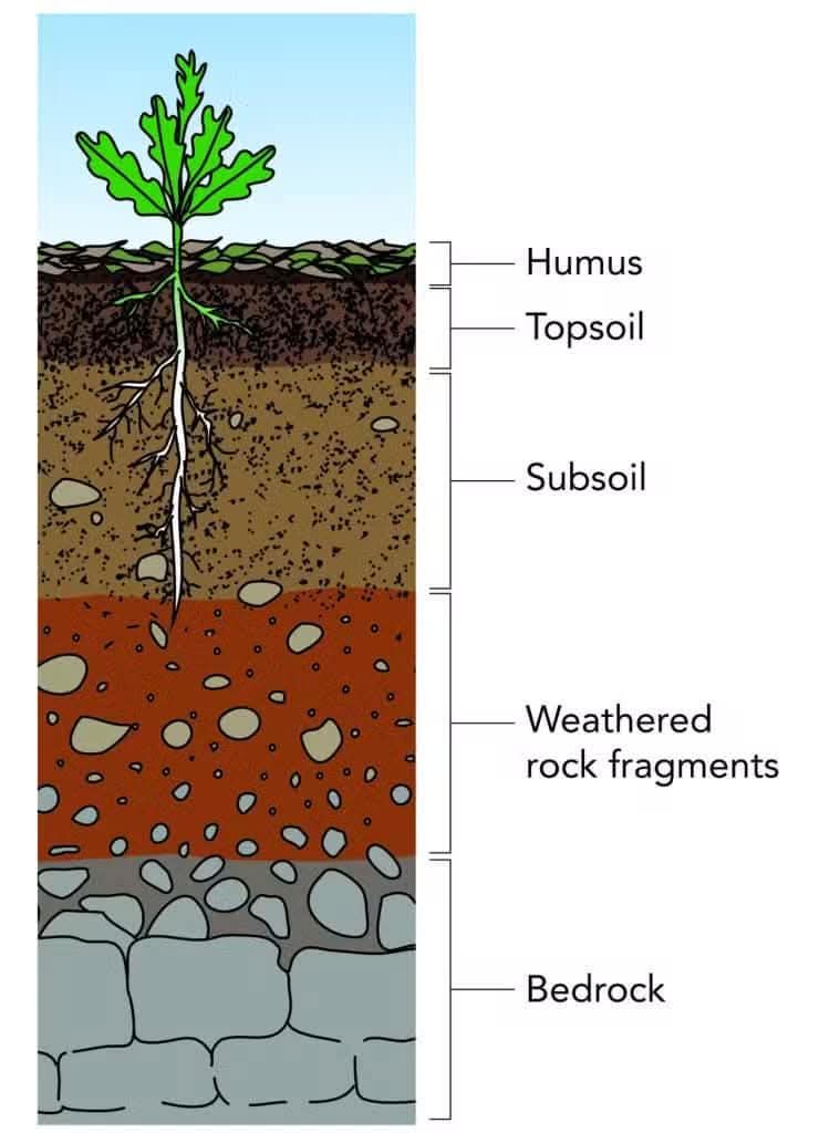 Soil profile diagram showing humus, topsoil, subsoil and bedrock