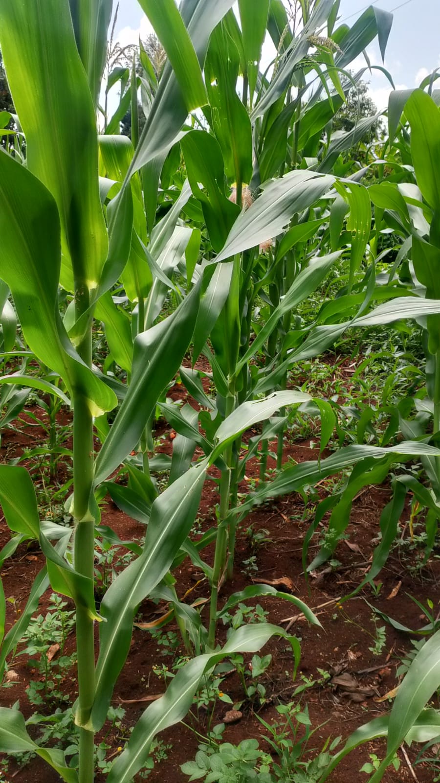 Maize crop responding well after top dressing