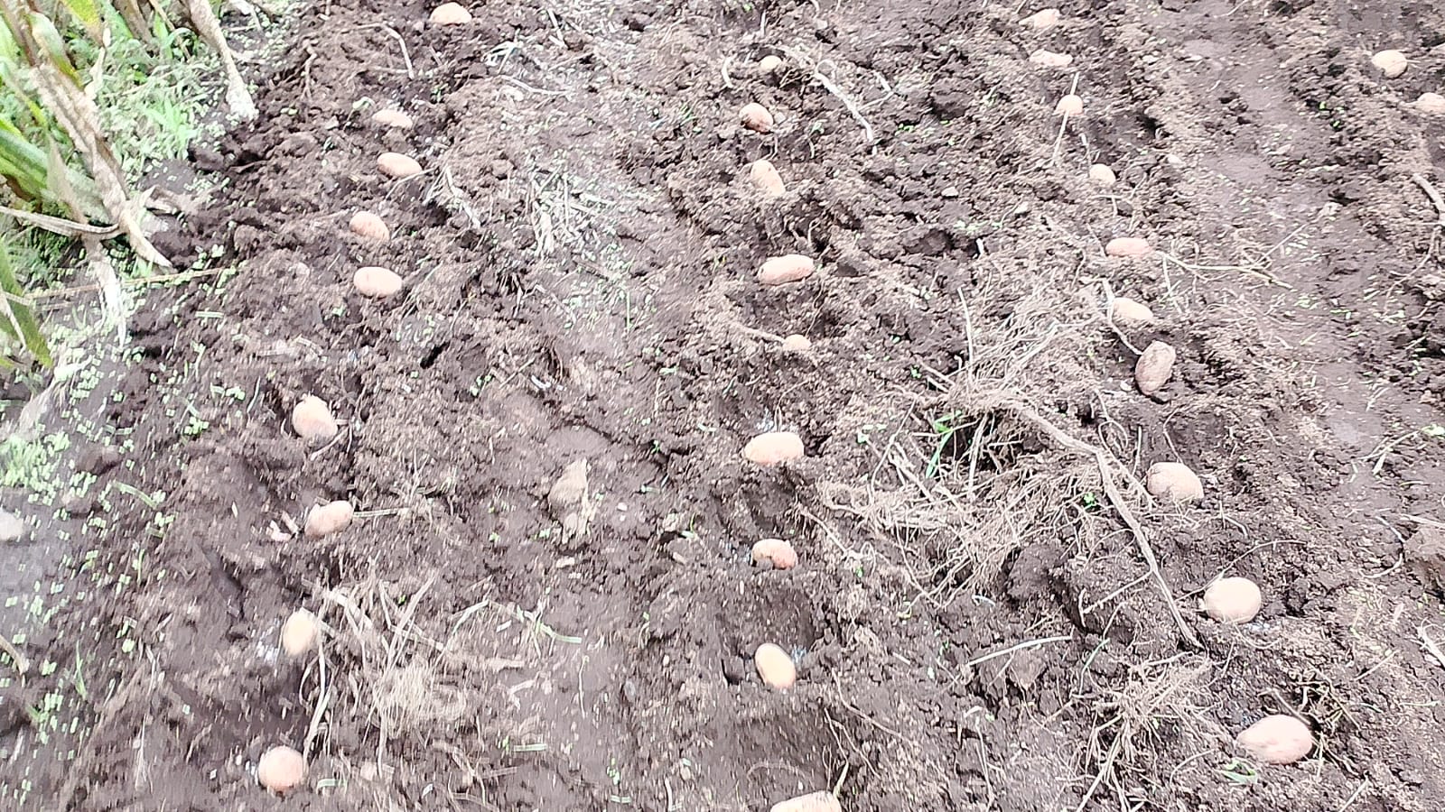 Prepared field with open planting furrows before planting