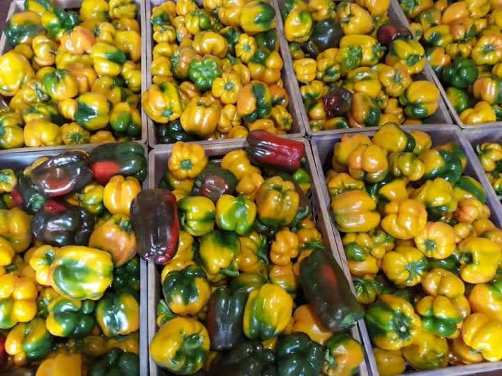 Graded capsicum harvested from a managed greenhouse