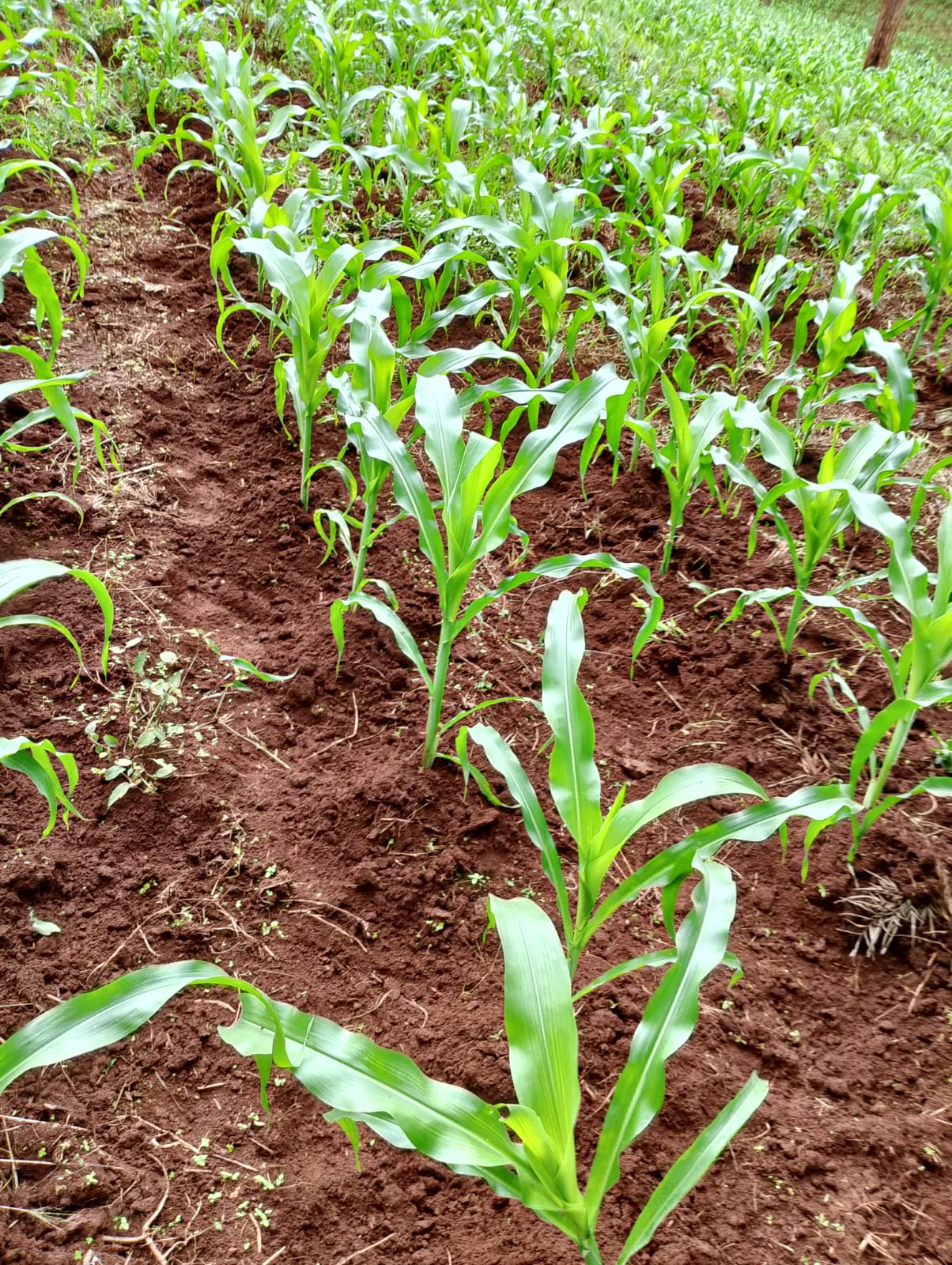 Clean, well-weeded maize crop after managed labour operations