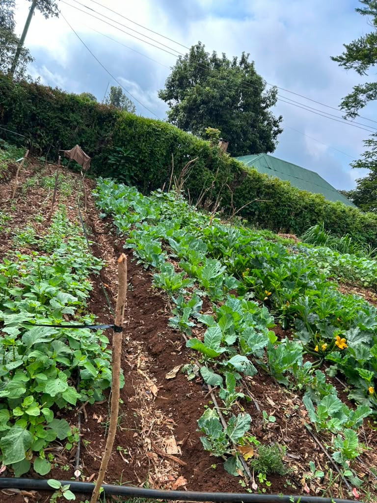 Drip irrigation lines running along young vegetable rows