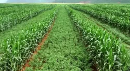 Maize intercropped with legumes across a large well-managed field