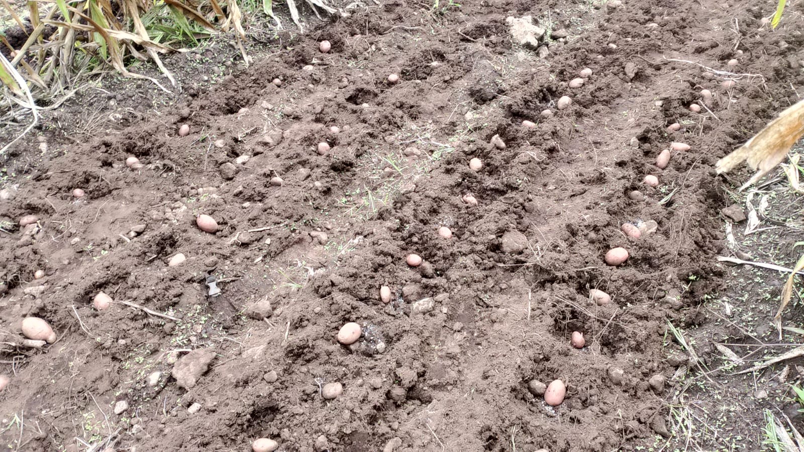 Seed potatoes spread evenly into planting furrows