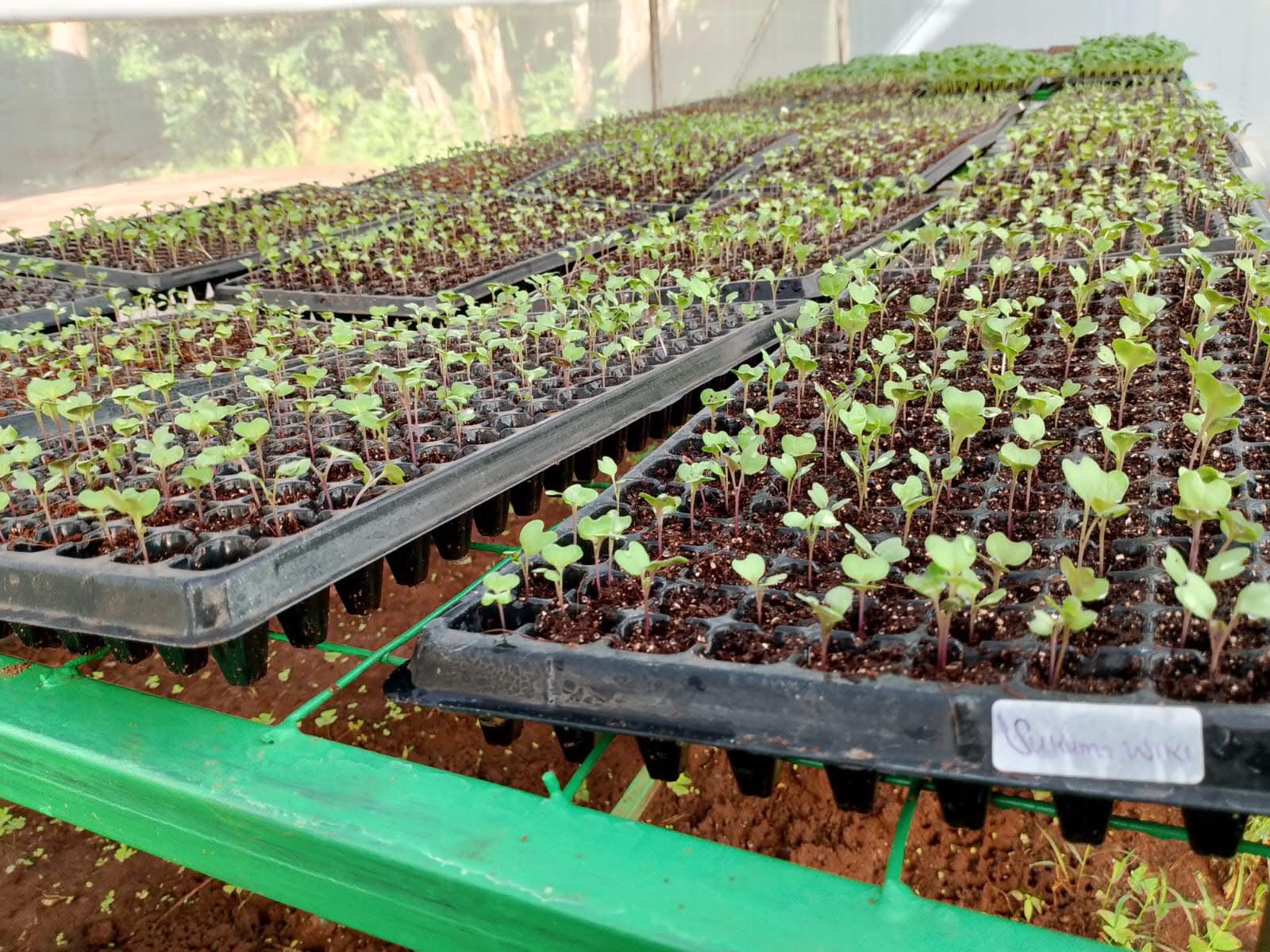 Sukuma wiki and cabbage seedlings germinating in propagation trays on greenhouse benches