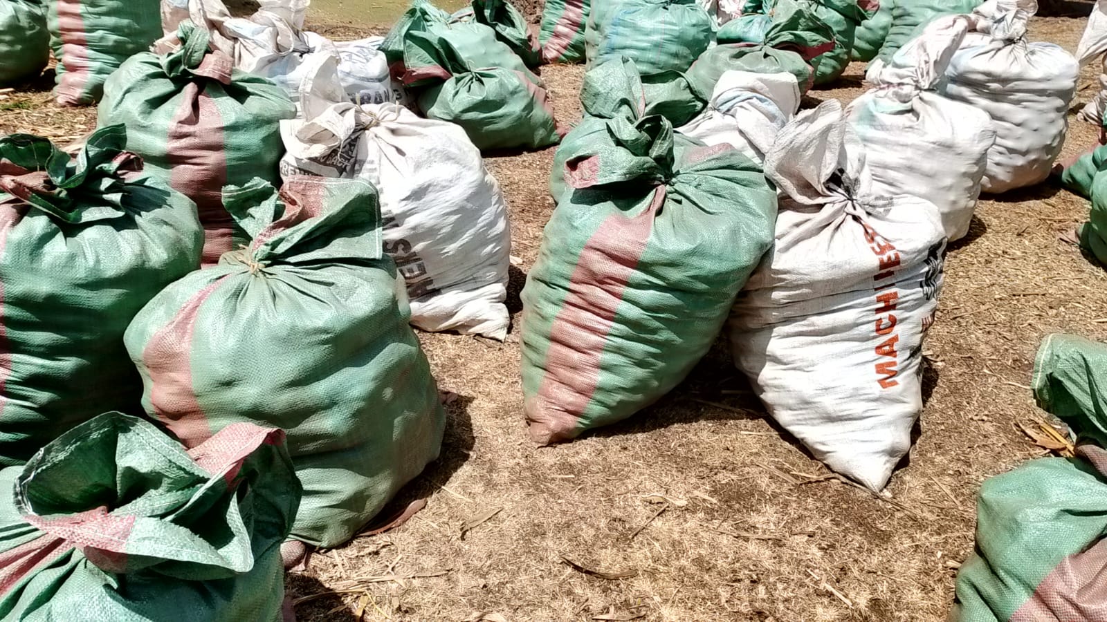 Harvested potatoes bagged in sacks at the edge of the field