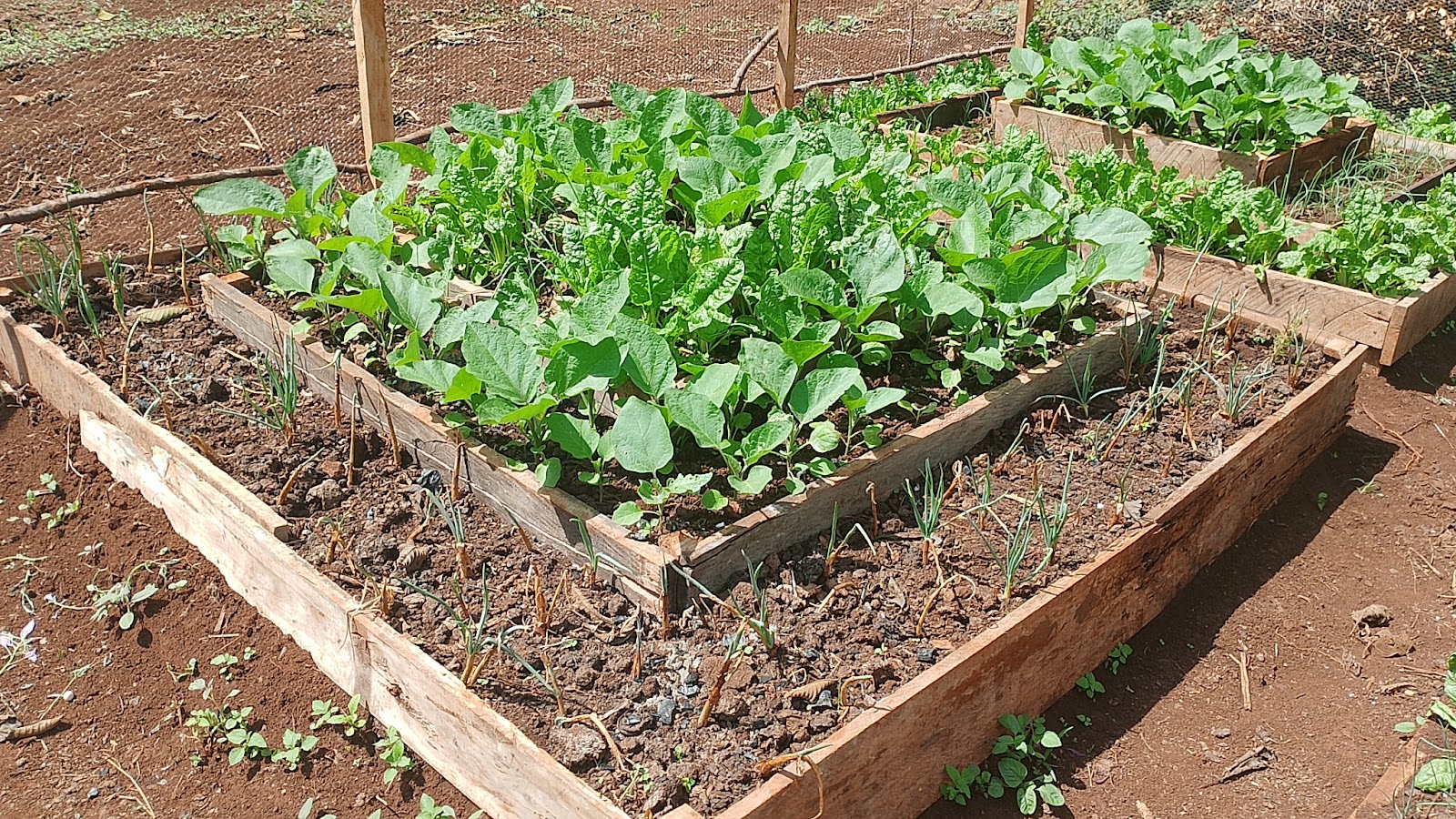 Well-managed leafy vegetable beds ready for harvest