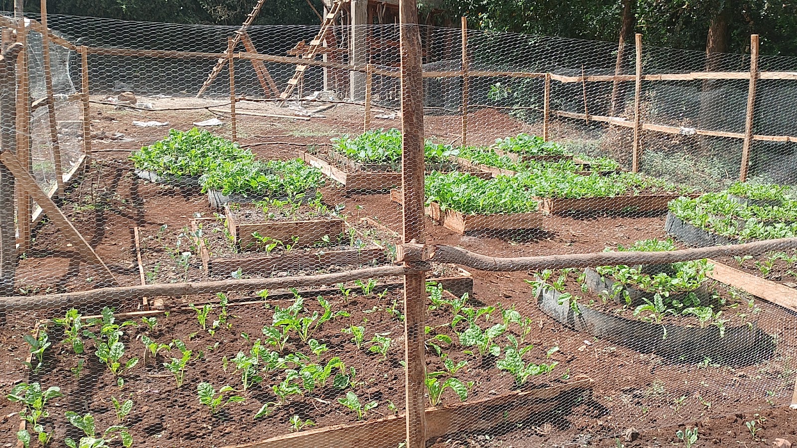 A varied productive garden serving household and institutional food needs