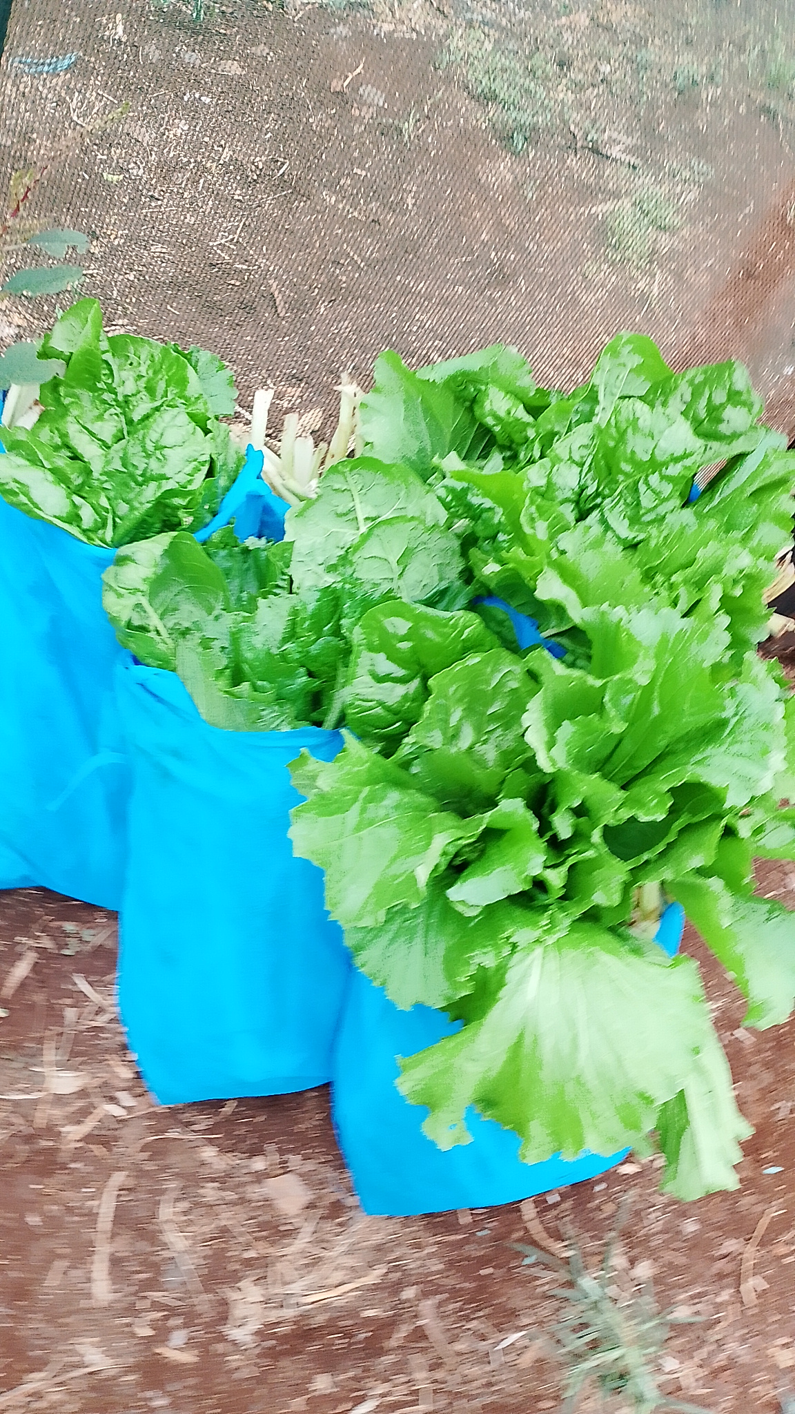 Healthy vegetable seedlings established in nursery trays