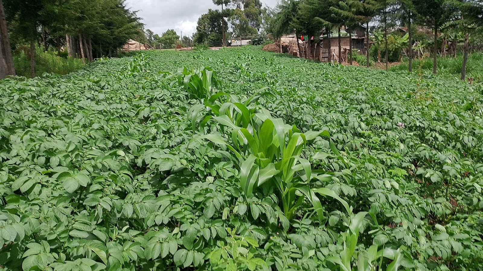 Young crops established in orderly beds during garden development