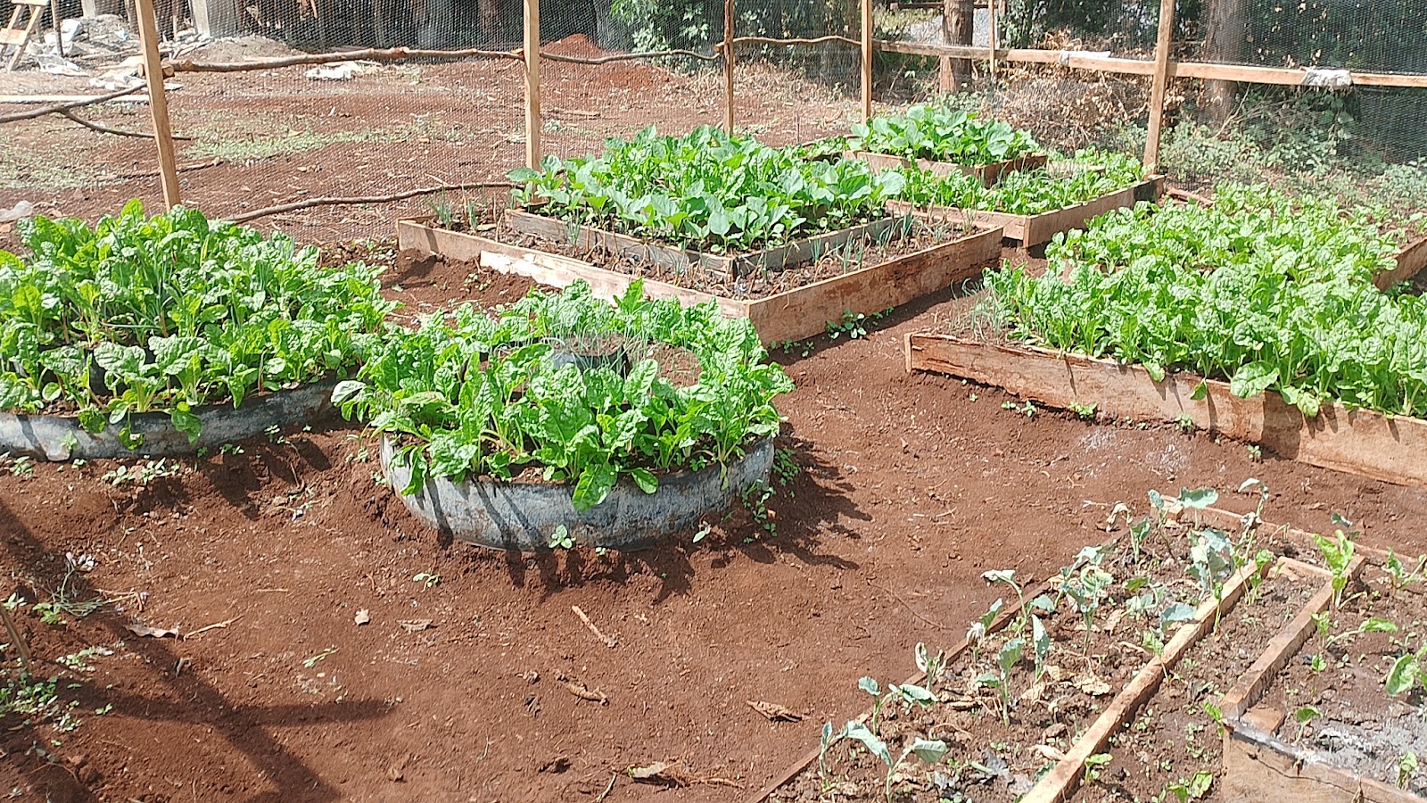Established kitchen garden with raised beds and tyre planters full of vegetables