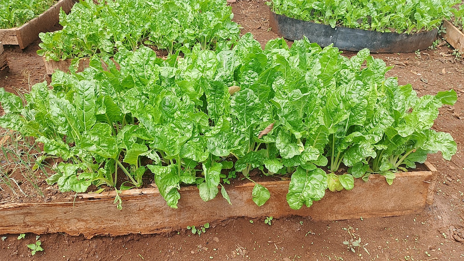 Dense healthy vegetables growing under sustainable garden care