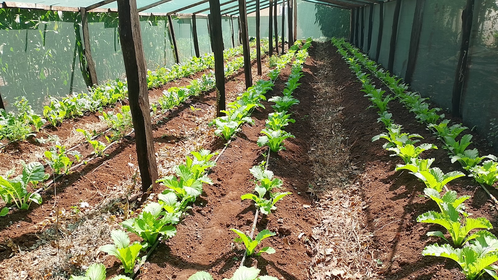 Young vegetable rows arranged for efficient watering